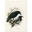 Carrion and hooded crows. Vintage bird print.   XIX beautiful illustration of european birds collection.