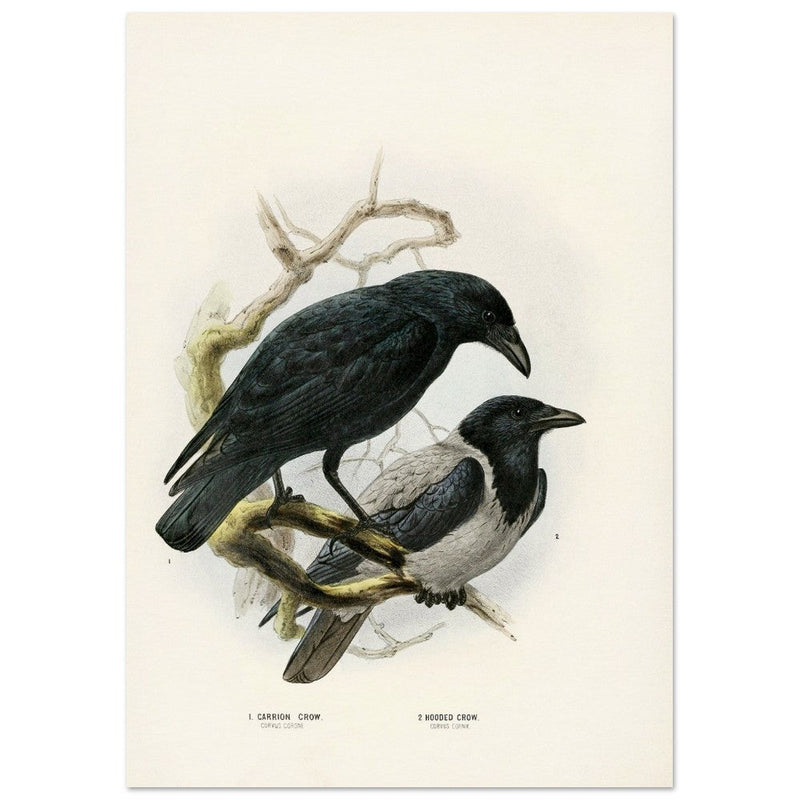 Carrion and hooded crows. Vintage bird print.   XIX beautiful illustration of european birds collection.