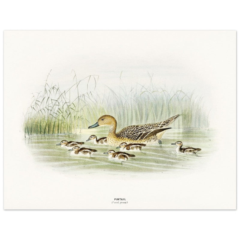 Pintail duck with duclings . Vintage bird print .   XIX beautiful illustration of european birds collection.