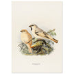 Algerian desert sparrow. Vintage bird print.   XIX beautiful illustration of european birds collection.