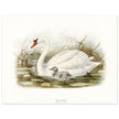 Mute swan . Vintage bird print .   XIX beautiful illustration of european birds collection.
