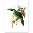 Art print / canvas of vintage green toucan by John Gould XIX Century. Antique bird painting