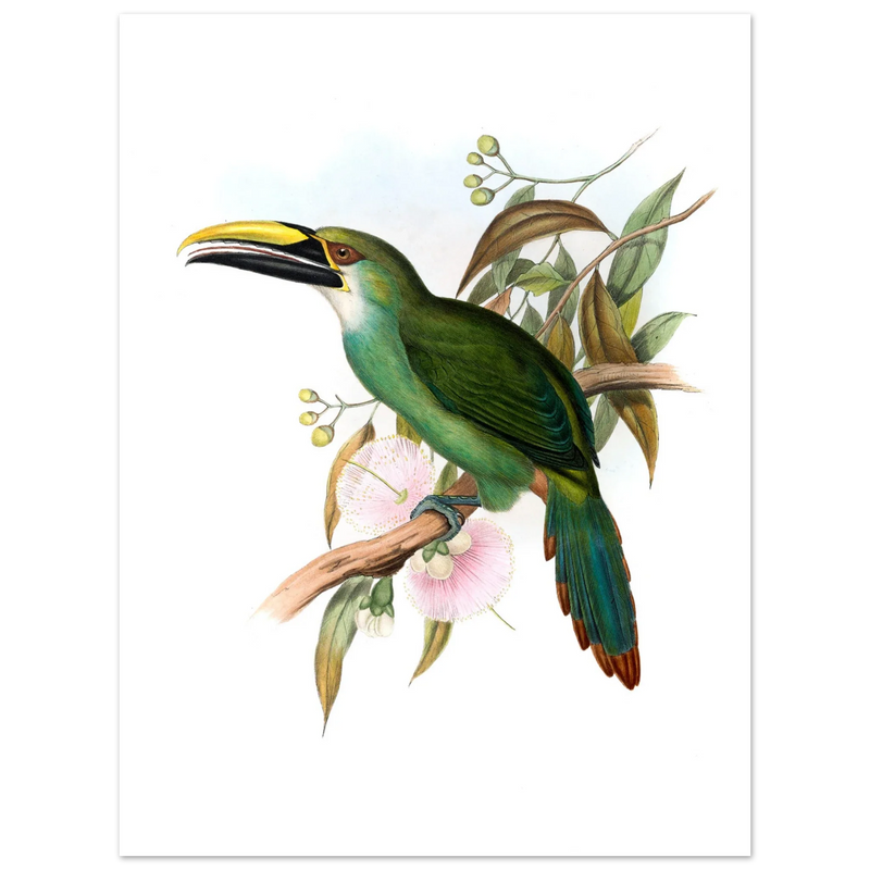 Art print / canvas of vintage green toucan by John Gould XIX Century. Antique bird painting