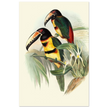 Art print of beautiful vintage toucans birds by John Gould XIX Century.