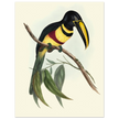 Toucan by John Gould XIX Century. Antique bird illustration
