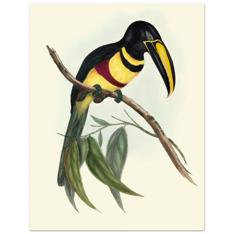 Toucan by John Gould XIX Century. Antique bird illustration