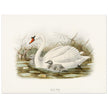 Mute swan . Vintage bird print .   XIX beautiful illustration of european birds collection.