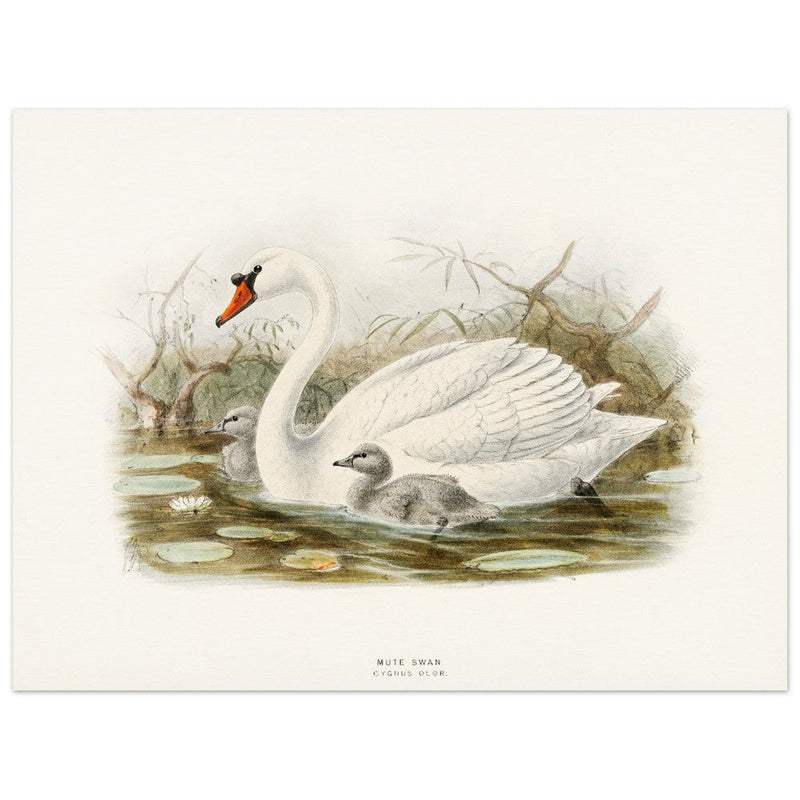 Mute swan . Vintage bird print .   XIX beautiful illustration of european birds collection.