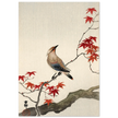 Japanese waxwing on maple by Ohara Koson