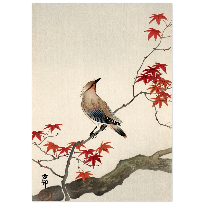 Japanese waxwing on maple by Ohara Koson