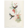 Hummingbirds  by John Gould XIX century . A Monograph of the Trochilidae.