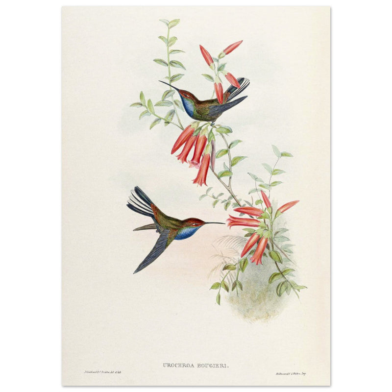 Hummingbirds  by John Gould XIX century . A Monograph of the Trochilidae.
