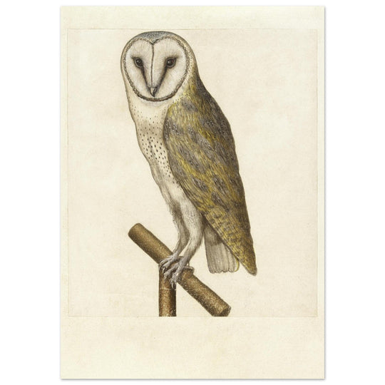 Barn owl anonymous author vintage illustration of the XVI century.