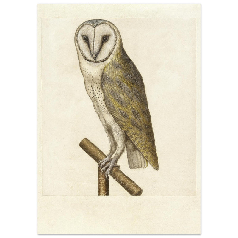 Barn owl anonymous author vintage illustration of the XVI century.