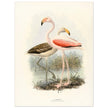 Flamingoes . Vintage bird print .   XIX beautiful illustration of european birds collection.