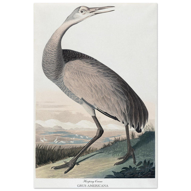Hooping Crane Sandhill Crane, Grus canadensis by Robert Havel after James Audubon plate reproduction