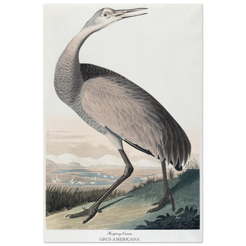 Hooping Crane Sandhill Crane, Grus canadensis by Robert Havel after James Audubon plate reproduction