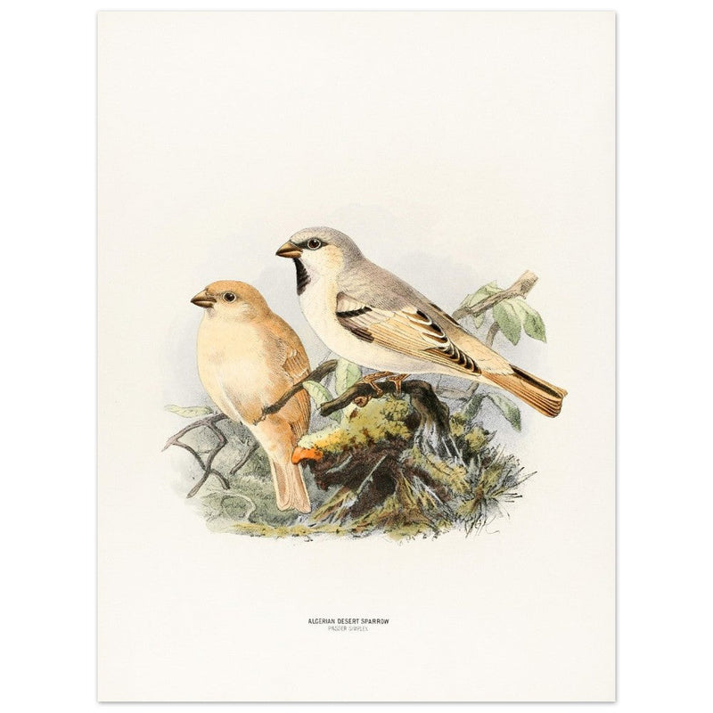 Algerian desert sparrow. Vintage bird print.   XIX beautiful illustration of european birds collection.