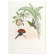 Hummingbirds  by John Gould XIX century . A Monograph of the Trochilidae. 4906
