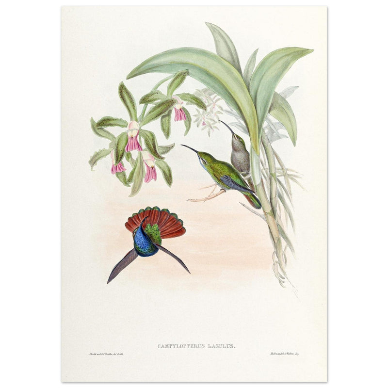 Hummingbirds  by John Gould XIX century . A Monograph of the Trochilidae. 4906