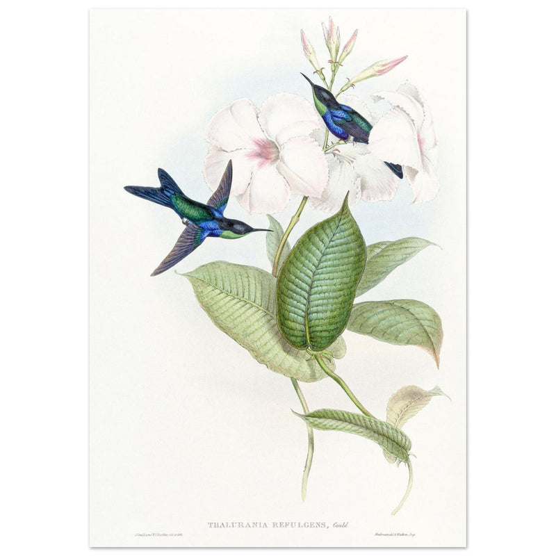 Hummingbirds by John Gould XIX century . A Monograph of the Trochilidae. 004848