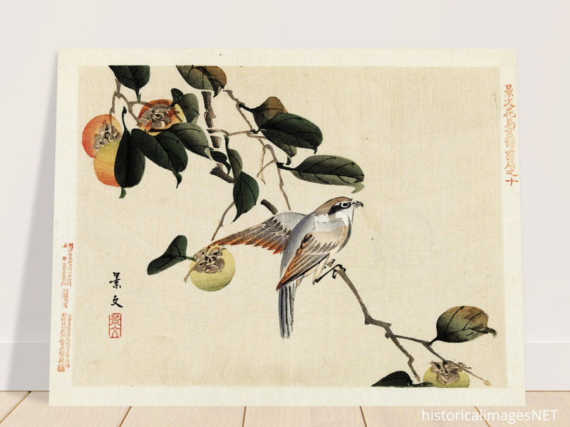Bird and persimmon by Matsumura Keibun, 1892.