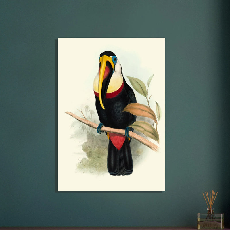 Toucan by John Gould XIX Century. Antique bird painting