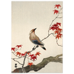 Japanese waxwing on maple by Ohara Koson