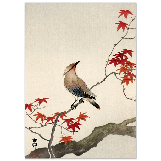 Japanese waxwing on maple by Ohara Koson