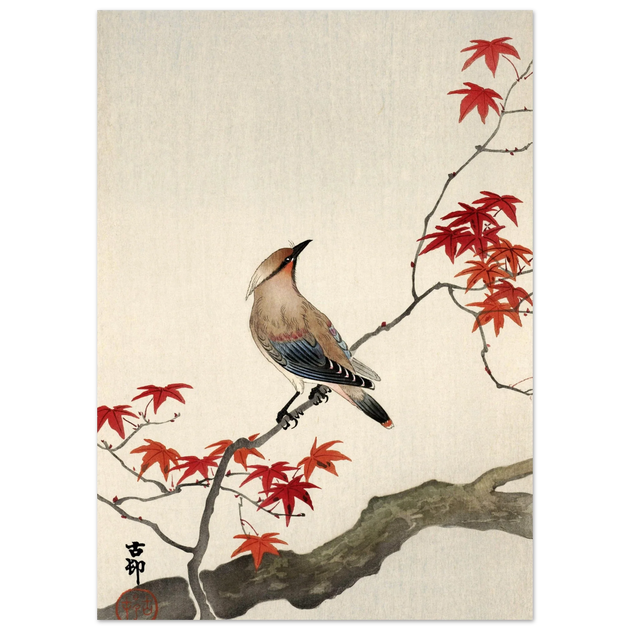 Japanese waxwing on maple by Ohara Koson