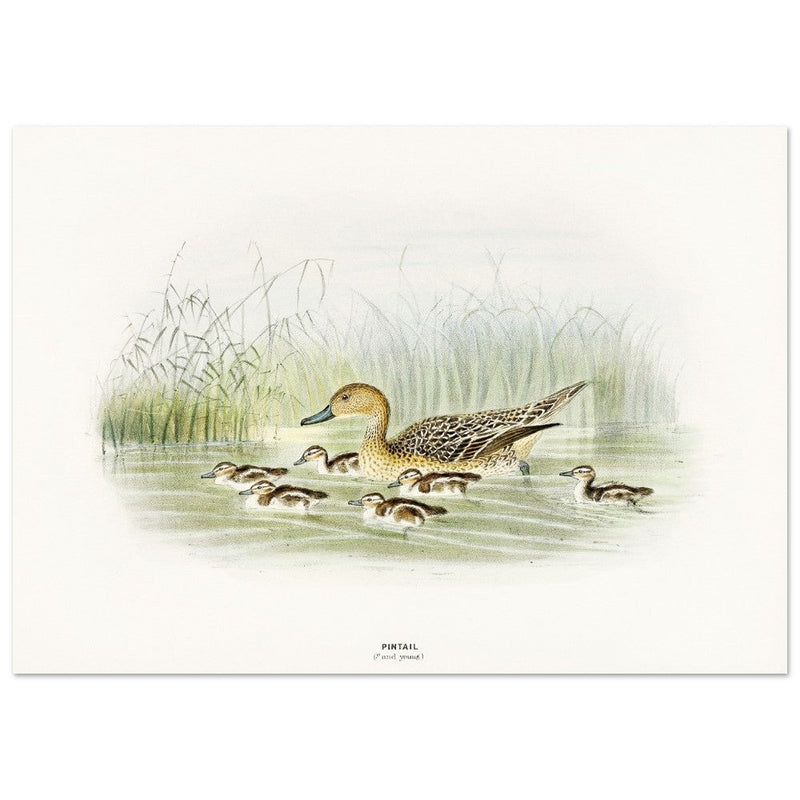 Pintail duck with duclings . Vintage bird print .   XIX beautiful illustration of european birds collection.