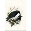 Carrion and hooded crows. Vintage bird print.   XIX beautiful illustration of european birds collection.