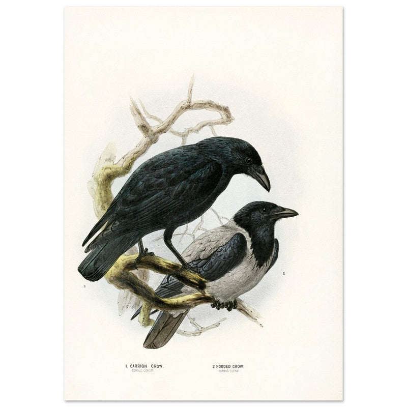 Carrion and hooded crows. Vintage bird print.   XIX beautiful illustration of european birds collection.