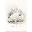 Willow and Rock Ptarmigan birds. Vintage bird print.   XIX beautiful illustration of european birds collection.