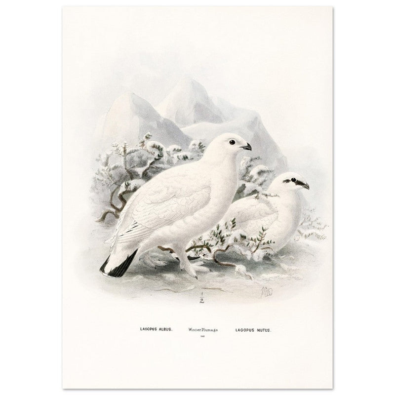 Willow and Rock Ptarmigan birds. Vintage bird print.   XIX beautiful illustration of european birds collection.