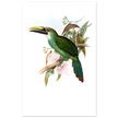 Art print / canvas of vintage green toucan by John Gould XIX Century. Antique bird painting