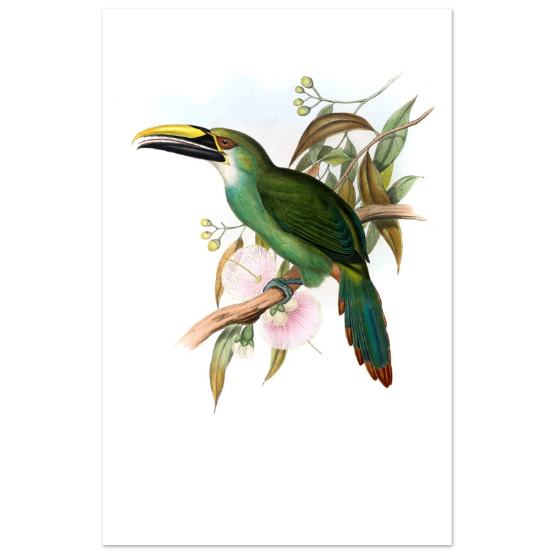Art print / canvas of vintage green toucan by John Gould XIX Century. Antique bird painting