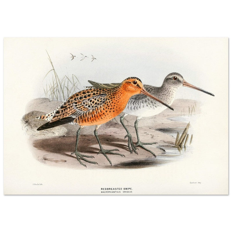 Redbreasted snipe birds. Vintage bird print.   XIX beautiful illustration of asian birds collection.