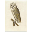 Barn owl anonymous author vintage illustration of the XVI century.