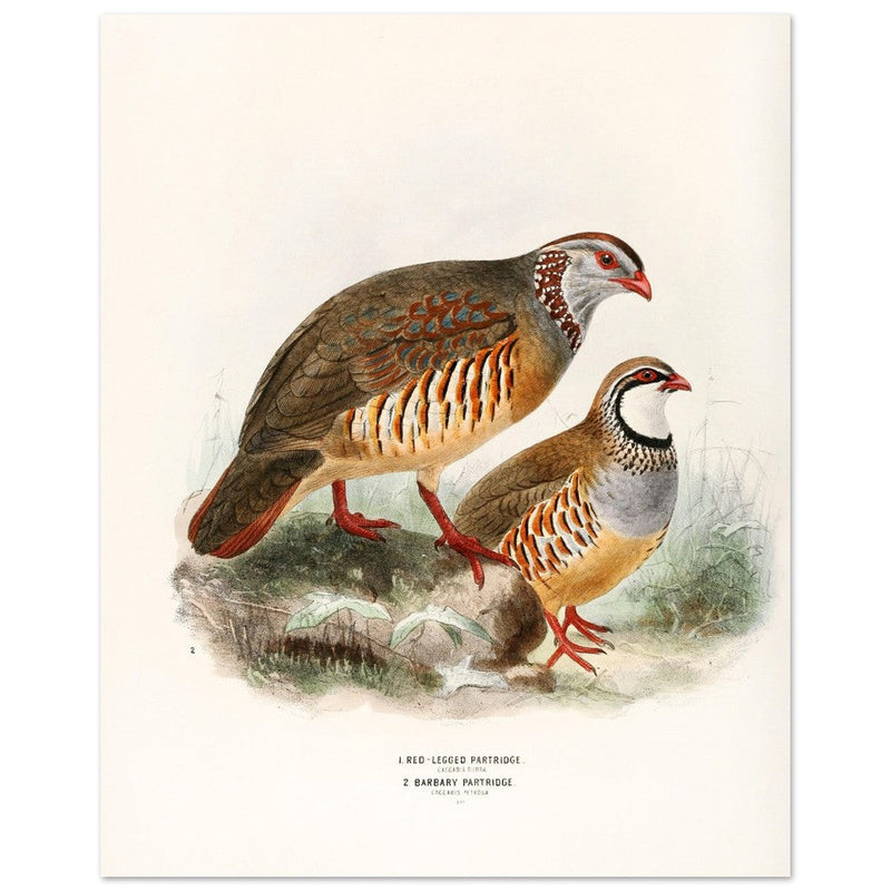 Red legged and barbary partdridges. Vintage bird print.   XIX beautiful illustration of european birds collection.