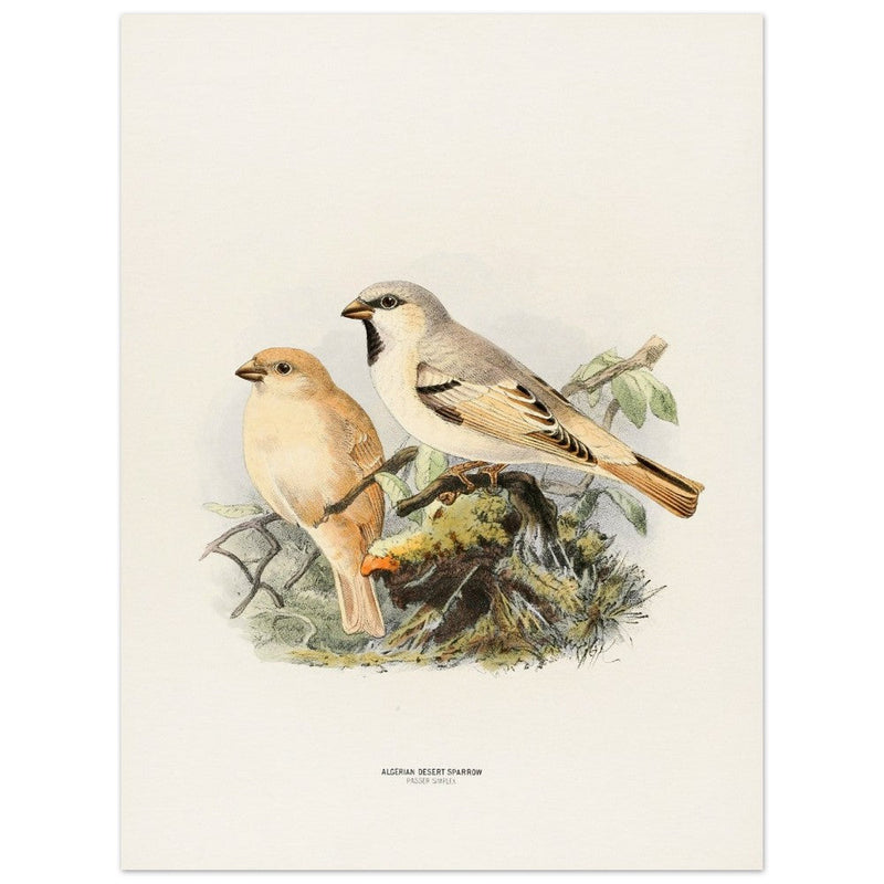Algerian desert sparrow. Vintage bird print.   XIX beautiful illustration of european birds collection.