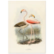 Flamingoes . Vintage bird print .   XIX beautiful illustration of european birds collection.