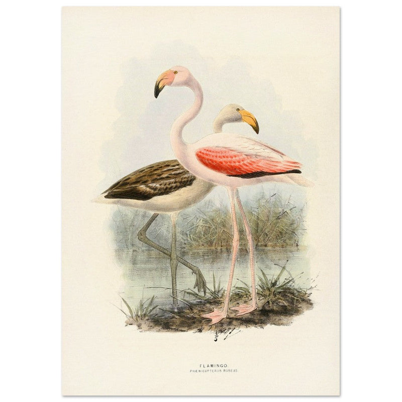 Flamingoes . Vintage bird print .   XIX beautiful illustration of european birds collection.