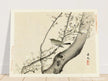 Bird in tree with white blossom by Matsumura Keibun, 1892