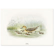 Pintail duck with duclings . Vintage bird print .   XIX beautiful illustration of european birds collection.