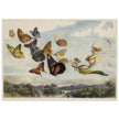 Richard Doyle illustration for Fairyland. The Fairy Queen in her carriage driven by butterflies.