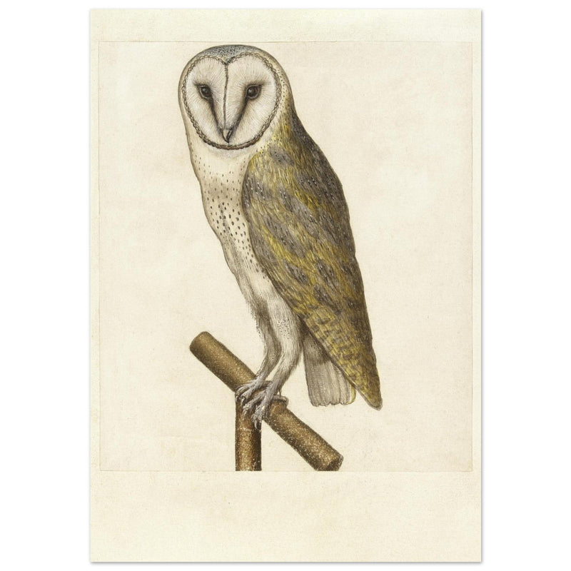 Barn owl anonymous author vintage illustration of the XVI century.