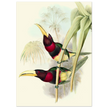 Art print of two vintage red toucans by John Gould XIX Century. Antique bird painting