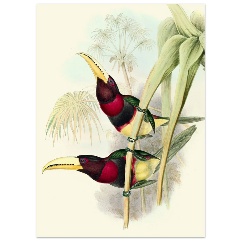 Art print of two vintage red toucans by John Gould XIX Century. Antique bird painting