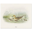 Pintail duck with duclings . Vintage bird print .   XIX beautiful illustration of european birds collection.